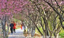 茶花园里找春天