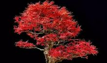 我的盆栽如此美丽