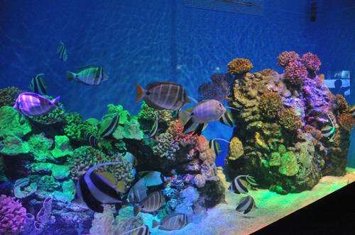 水族馆之友