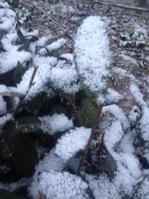 那年下雪了