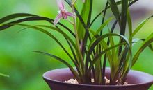 关于兰草的故事