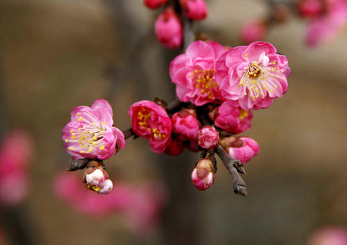 梅花
