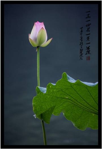 一花一世界，一叶一菩提