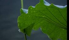 一花一世界，一叶一菩提