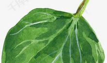 一片树叶儿的自述