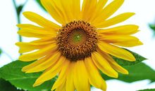 家门口的向日葵