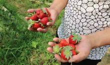 别样的端午节——摘草莓