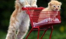 我最感兴趣的动物