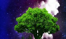 一棵树的呼吁