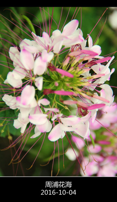 悠悠菊花