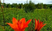 友谊像花儿一样绽放