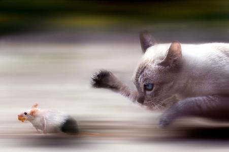 猫和老鼠