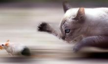 猫捉老鼠