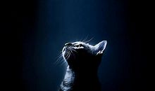 黑夜里哭泣的猫