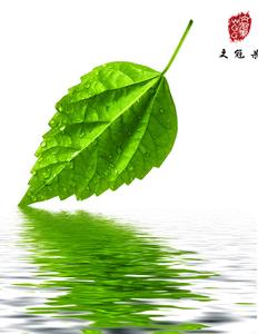 一片树叶