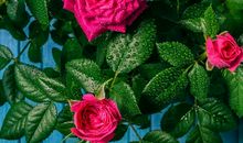 听听雨落的声音