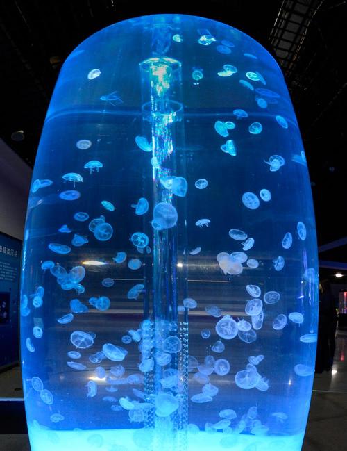 美丽的水母展览
