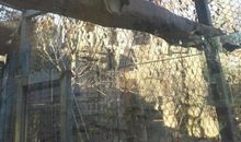 北京动物园访友