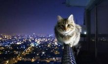 一只在黑夜里哭泣的猫