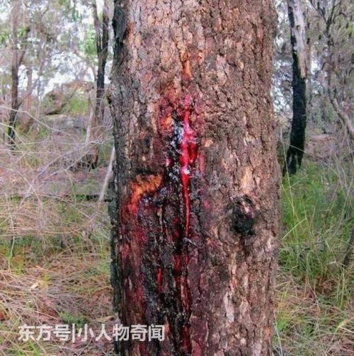 停止砍伐树木