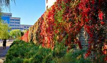 听听落叶的声音