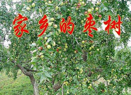再见那棵枣树