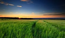 那片属于自己的麦田