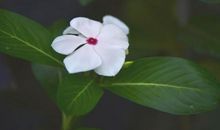 窗外的“小花”