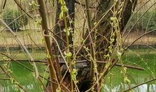 忘不了那生生不息的绿