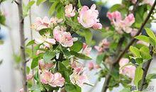 因为你，我爱上花开