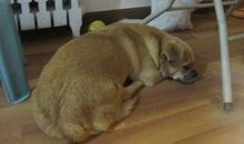 居民楼下的狗宝宝