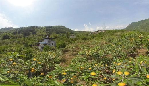 永远的Forest森林