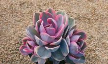 人见人爱的“彩虹”