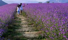 记忆中那独一无二的春天