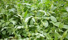 我是一种什么植物