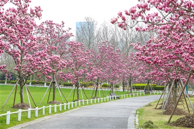 风景如画的世纪公园