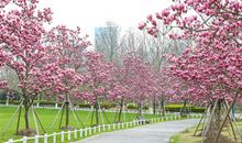 世纪公园美如画