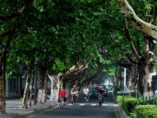 大榕树，听我说