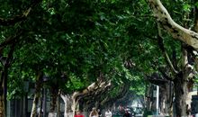 大榕树，你听我说