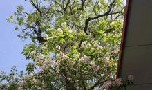 描写楸树的作文