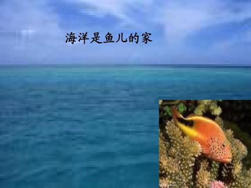 鱼的家