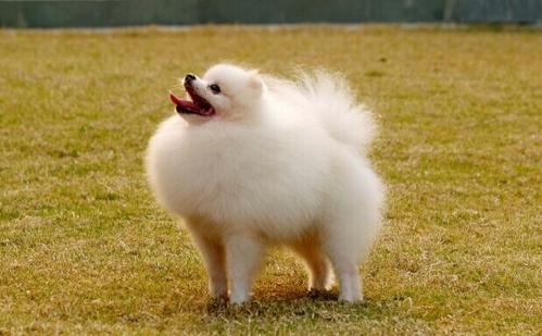 博美犬的故事
