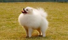 一只博美犬的自述