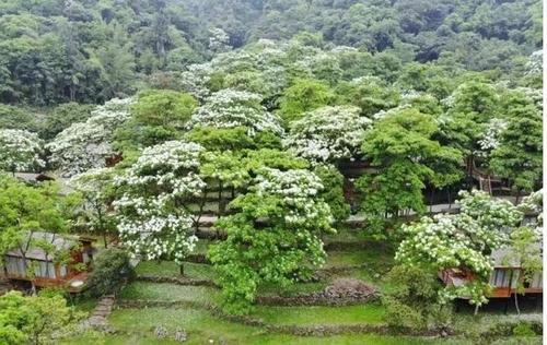 那棵月桂树的记忆