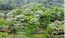 关于那棵月桂的记忆