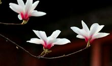 想不到，飞蛾执着的追求