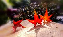 落叶时节思念你