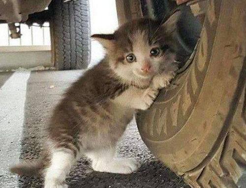一只猫在黑暗中哭泣