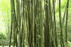 望江塔竹林
