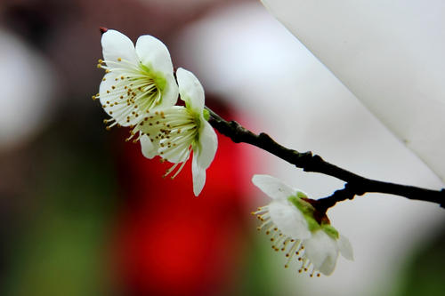 梅花欣赏·莲梅·永梅